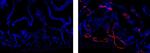 Rat IgG1 kappa Isotype Control in Immunohistochemistry (Frozen) (IHC (F))