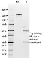 Milk Fat Globule (Breast Epithelial Marker) Antibody in SDS-PAGE (SDS-PAGE)