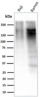 Ki-67 Antibody in Western Blot (WB)