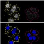 RXRA Antibody