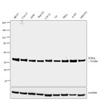 RXRA Antibody in Western Blot (WB)