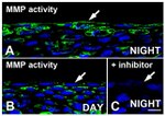 MMP2 Antibody in Immunohistochemistry (Frozen) (IHC (F))