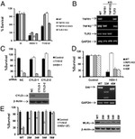 CYLD Antibody in Western Blot (WB)