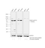 Phospho-GRK2 (Ser670) Antibody in Western Blot (WB)