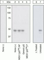 Phospho-MEK1 (Ser298) Antibody in Western Blot (WB)