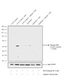 Phospho-SHC (Tyr239, Tyr240) Antibody in Western Blot (WB)