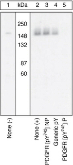 Phospho-PDGFRA (Tyr742) Antibody in Western Blot (WB)