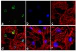 Phospho-Paxillin (Ser126) Antibody in Immunocytochemistry (ICC/IF)