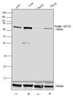 Phospho-Paxillin (Ser126) Antibody in Western Blot (WB)