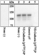 Phospho-VE-cadherin (Tyr731) Antibody in Western Blot (WB)