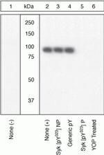 Phospho-Syk (Tyr323, Tyr317) Antibody in Western Blot (WB)