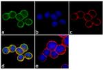 OPRK1 Antibody in Immunocytochemistry (ICC/IF)