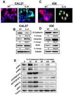 Phospho-JAK2 (Tyr1007, Tyr1008) Antibody in Western Blot (WB)