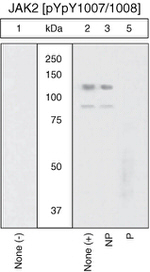 Phospho-JAK2 (Tyr1007, Tyr1008) Antibody in Western Blot (WB)