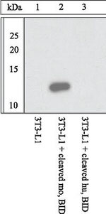 BID p15 Antibody in Western Blot (WB)