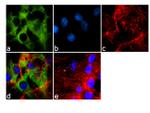 Phospho-eIF4E (Ser209) Antibody in Immunocytochemistry (ICC/IF)