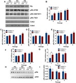 Phospho-Rb (Thr821) Antibody in Western Blot (WB)