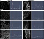 Phospho-FAK (Tyr576) Antibody in Immunocytochemistry (ICC/IF)