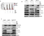 Phospho-Paxillin (Tyr31) Antibody in Western Blot (WB)