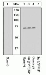 Phospho-SRC (Tyr419) Antibody in Western Blot (WB)