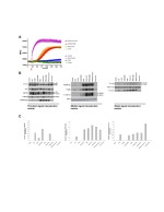 JNK1 Antibody in Western Blot (WB)