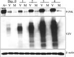 Phospho-JNK1/JNK2 (Thr183, Tyr185) Antibody in Western Blot (WB)