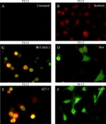 Phospho-JNK1/JNK2 (Thr183, Tyr185) Antibody in Immunocytochemistry (ICC/IF)