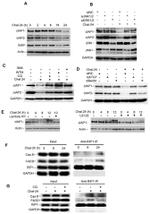 Phospho-JNK1/JNK2 (Thr183, Tyr185) Antibody in Western Blot (WB)