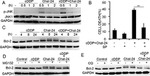 Phospho-JNK1/JNK2 (Thr183, Tyr185) Antibody in Western Blot (WB)