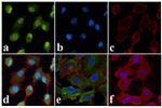 Phospho-JNK1/JNK2 (Thr183, Tyr185) Antibody in Immunocytochemistry (ICC/IF)