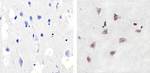 Phospho-p38 MAPK (Thr180, Tyr182) Antibody in Immunohistochemistry (Paraffin) (IHC (P))