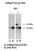 JNK1 Antibody in Western Blot (WB)