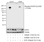 Phospho-EGFR (Tyr1068) Antibody