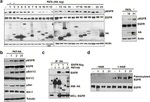 Phospho-EGFR (Tyr1173) Antibody in Western Blot (WB)