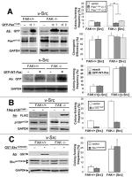 Phospho-SHC (Tyr239, Tyr240) Antibody in Western Blot (WB)