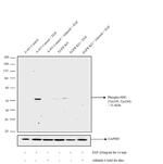 Phospho-SHC (Tyr239, Tyr240) Antibody