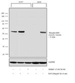 Phospho-SHC (Tyr239, Tyr240) Antibody in Western Blot (WB)