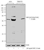 Phospho-SHC (Tyr239, Tyr240) Antibody in Western Blot (WB)