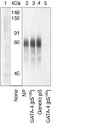 Phospho-GATA4 (Ser105) Antibody in Western Blot (WB)