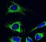 AIF Antibody in Immunocytochemistry (ICC/IF)