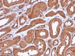 MTAP Antibody in Immunohistochemistry (Paraffin) (IHC (P))