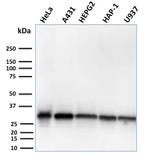 MTAP Antibody in Western Blot (WB)