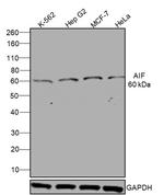 AIF Antibody in Western Blot (WB)