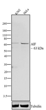 AIF Antibody in Western Blot (WB)