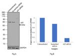 AIF Antibody in Western Blot (WB)