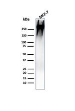 MUC1/CA15-3/EMA/CD227 (Epithelial Marker) Antibody in Western Blot (WB)