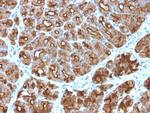 MUC1/CA15-3/EMA/CD227 Antibody in Immunohistochemistry (Paraffin) (IHC (P))