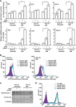 COX5A Antibody in Western Blot, Flow Cytometry (WB, Flow)