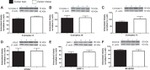 ATP5A1 Antibody in Western Blot (WB)