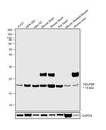 NDUFB8 Antibody in Western Blot (WB)